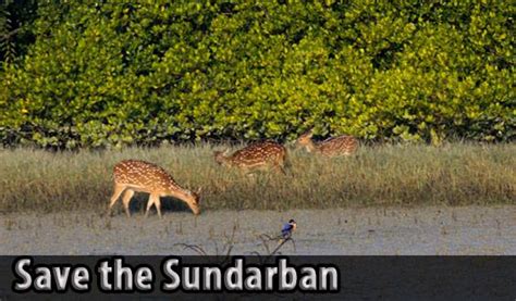 SFA Green Peace, Bangladesh (@greenpeaceinbd) .